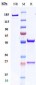 Anti-CD47 Reference Antibody (ligufalimab)